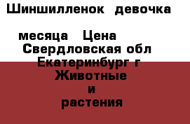 Шиншилленок, девочка 2 месяца › Цена ­ 1 500 - Свердловская обл., Екатеринбург г. Животные и растения » Грызуны и Рептилии   . Свердловская обл.